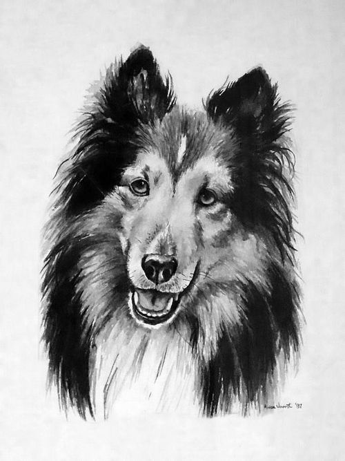 Black and white ink portrait of a Sheltie