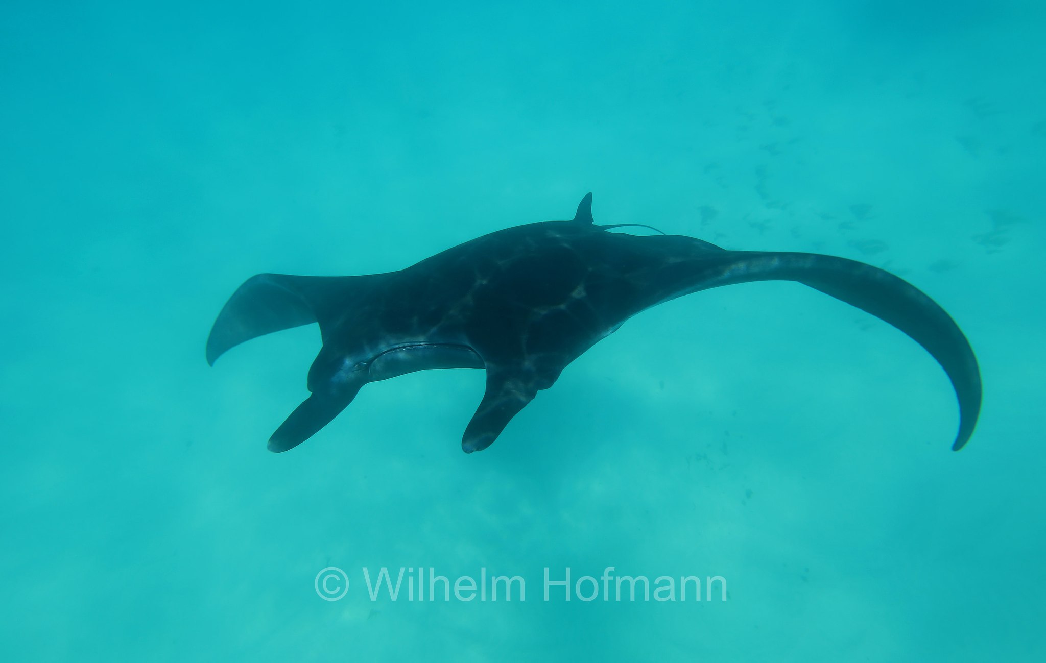 reef manta ray, Riffmanta, manta della barriera corallina, Mobula alfredi, Manta alfredi, Ningaloo Coast, Ningaloo Marine Park, Ningaloo Commonwealth Marine Reserve, Costa di Ningaloo, Western Australia, Westaustralien, Australia Occidentale, Australia, Australien