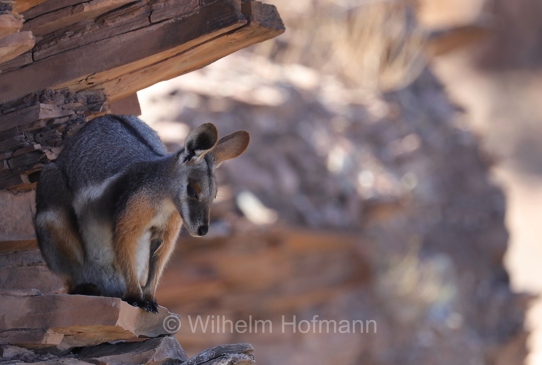 yellow-footed rock-wallaby, ring-tailed rock-wallaby, Gelbfuß-Felskänguru, wallaby delle rocce dai piedi gialli, Petrogale xanthopus, Brachina Gorge, Ikara–Flinders Ranges National Park, Ikara-Flinderskette-Nationalpark, parco nazionale Monti Flinders, South Australia, Südaustralien, Australia Meridionale, Australia, Australien