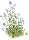 Forget Me Not Artwork