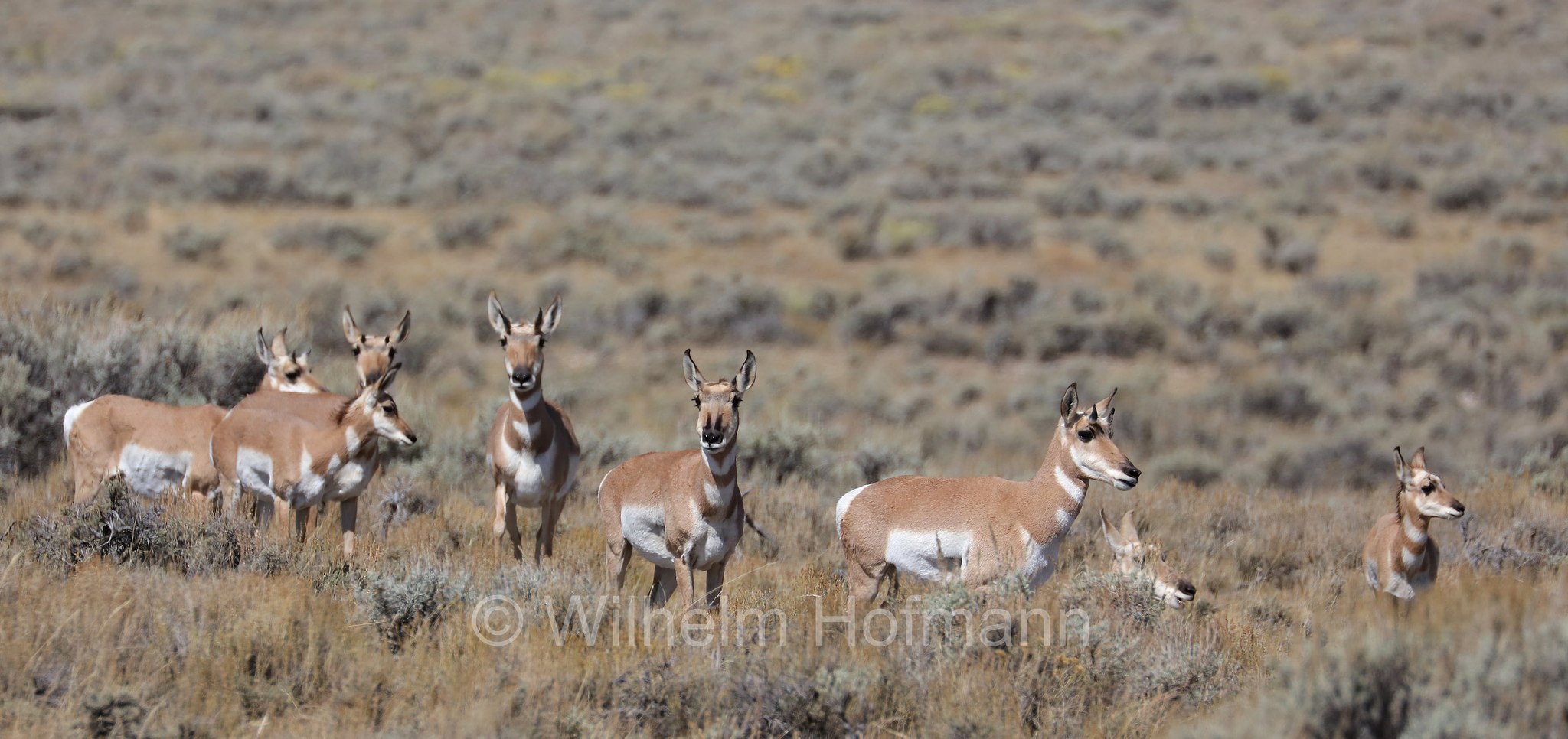 Antilocapra americana, pronghorn, American antelope, prong buck, pronghorn antelope, prairie antelope, Gabelbock, Gabelhornantilope, Gabelantilope, Gabelhorntier, Pronghorn, antilocapra, Carbon County, Wyoming, USA
