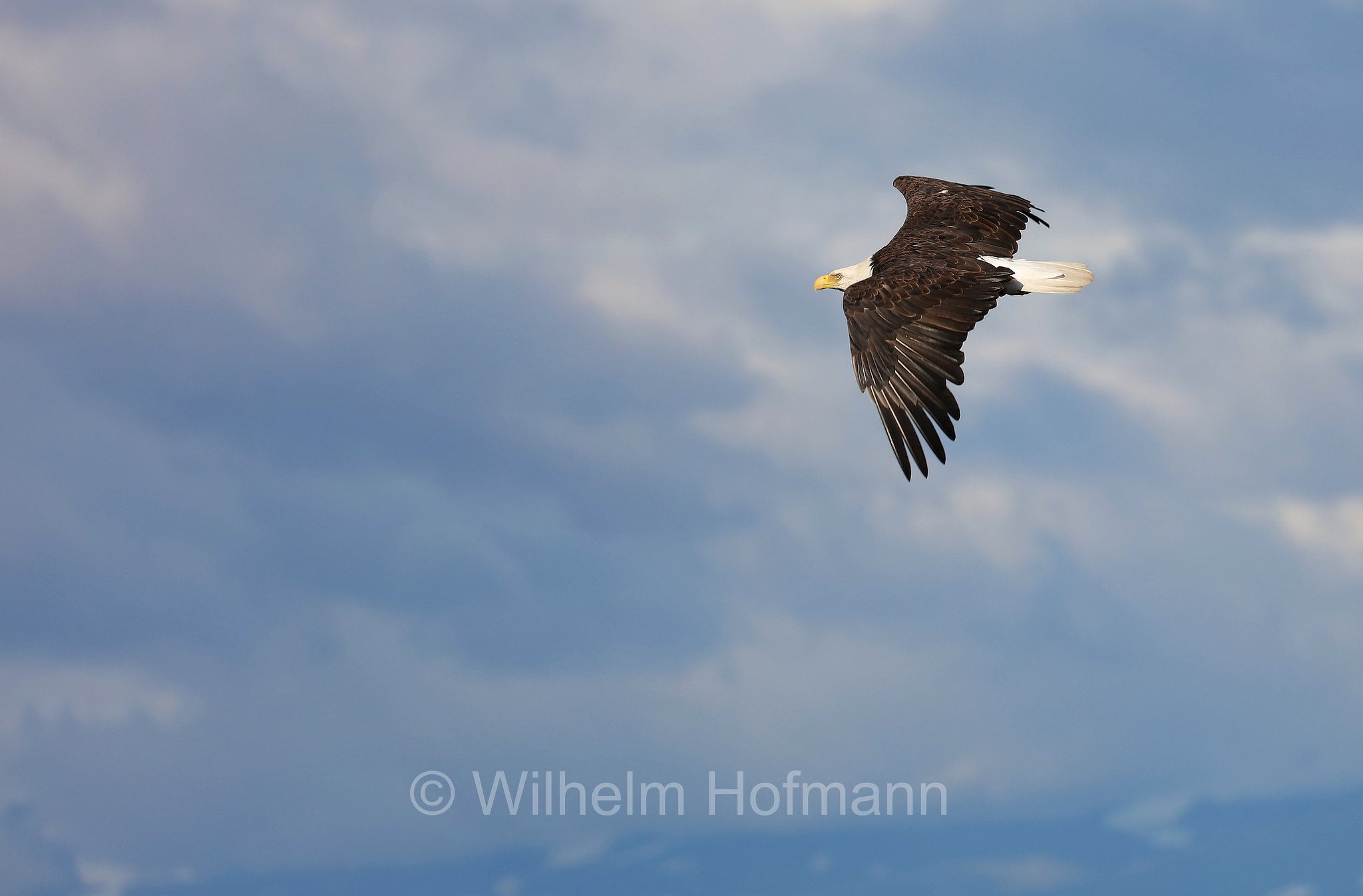 Haliaeetus leucocephalus, bald eagle, Weißkopfseeadler, aquila di mare testabianca, aquila calva, Homer Spit, Kachemak Bay, Kenai Peninsula, Kenai-Halbinsel, Penisola di Kenai, Alaska, USA