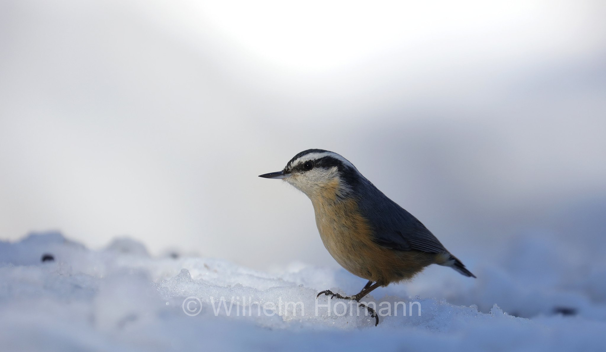 Sitta canadensis, red-breasted nuthatch, Rotbrustkleiber, Kanadakleiber, picchio muratore pettofulvo, picchio muratore pettorosso, Costello Creek, Algonquin Provincial Park, Parco provinciale di Algonquin, Ontario, Canada, Kanada