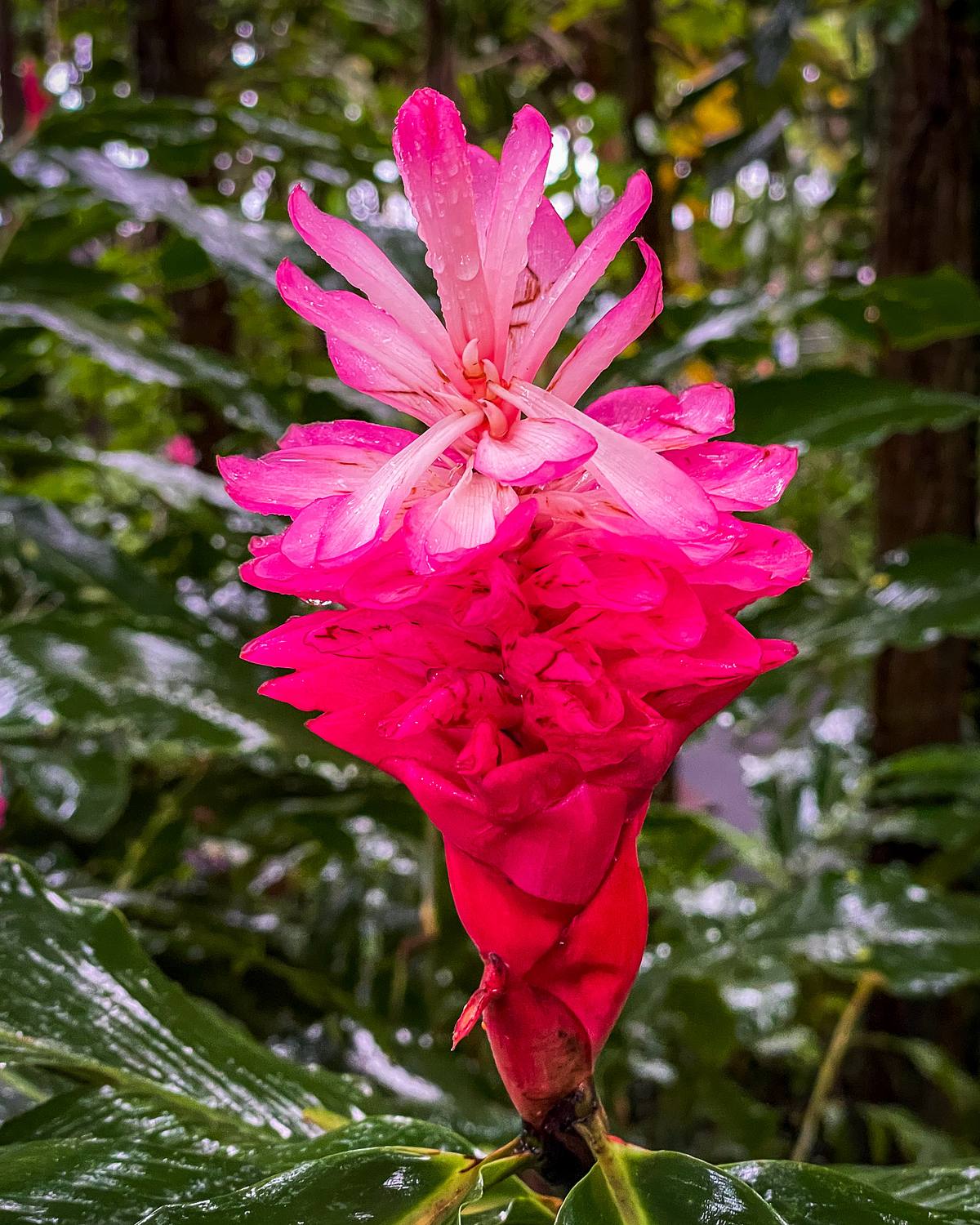 Red Ginger &ndash; Hawaii Tropical Botanical Garden