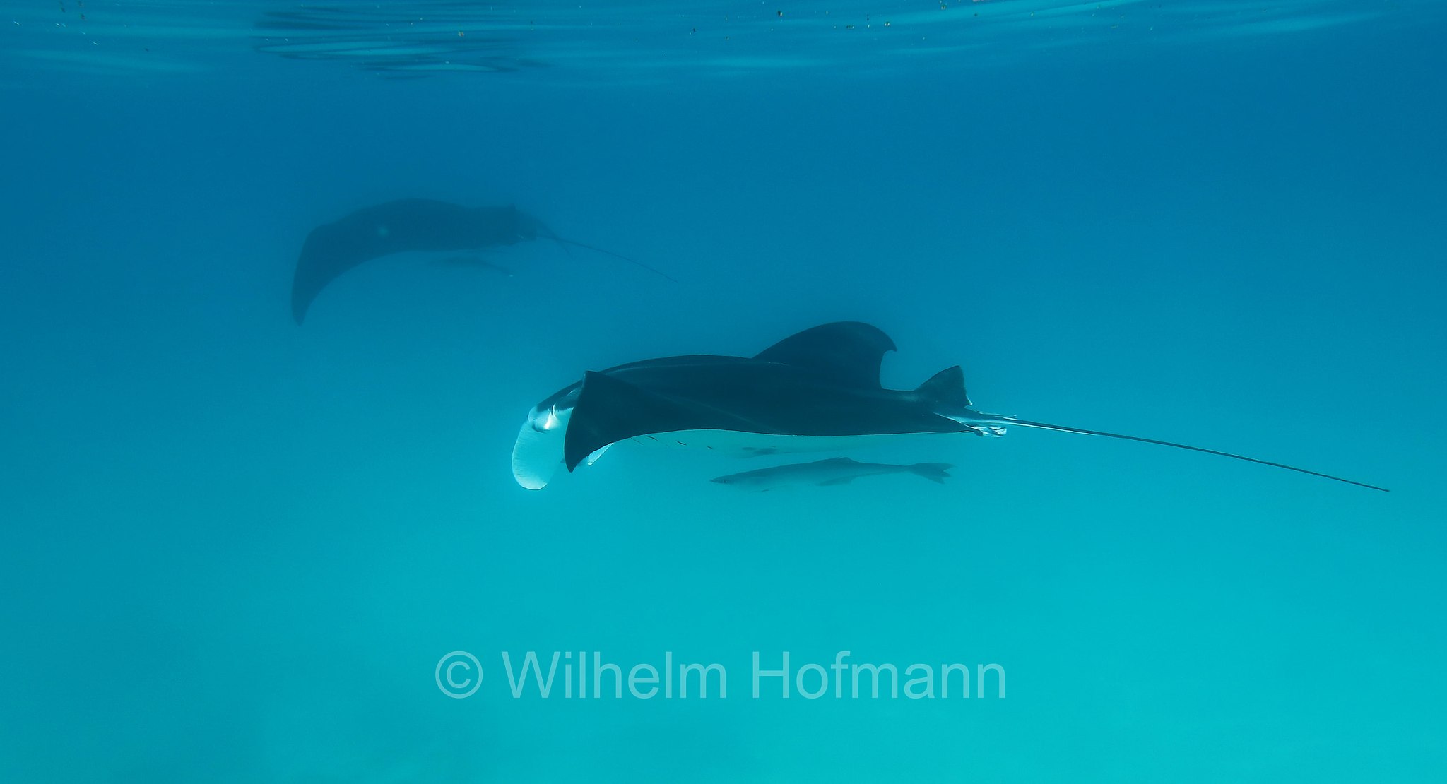 reef manta ray, Riffmanta, manta della barriera corallina, Mobula alfredi, Manta alfredi, Ningaloo Coast, Ningaloo Marine Park, Ningaloo Commonwealth Marine Reserve, Costa di Ningaloo, Western Australia, Westaustralien, Australia Occidentale, Australia, Australien
