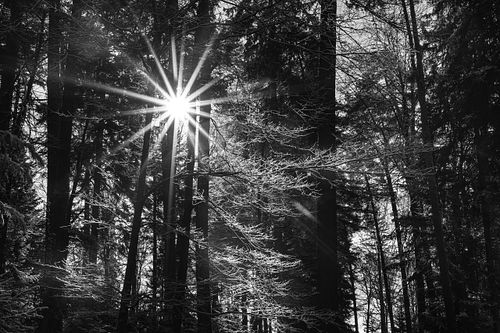 Im Pleerwald
