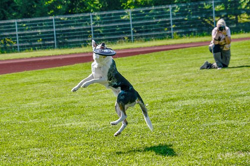 koerte frisbi voistlus 2026