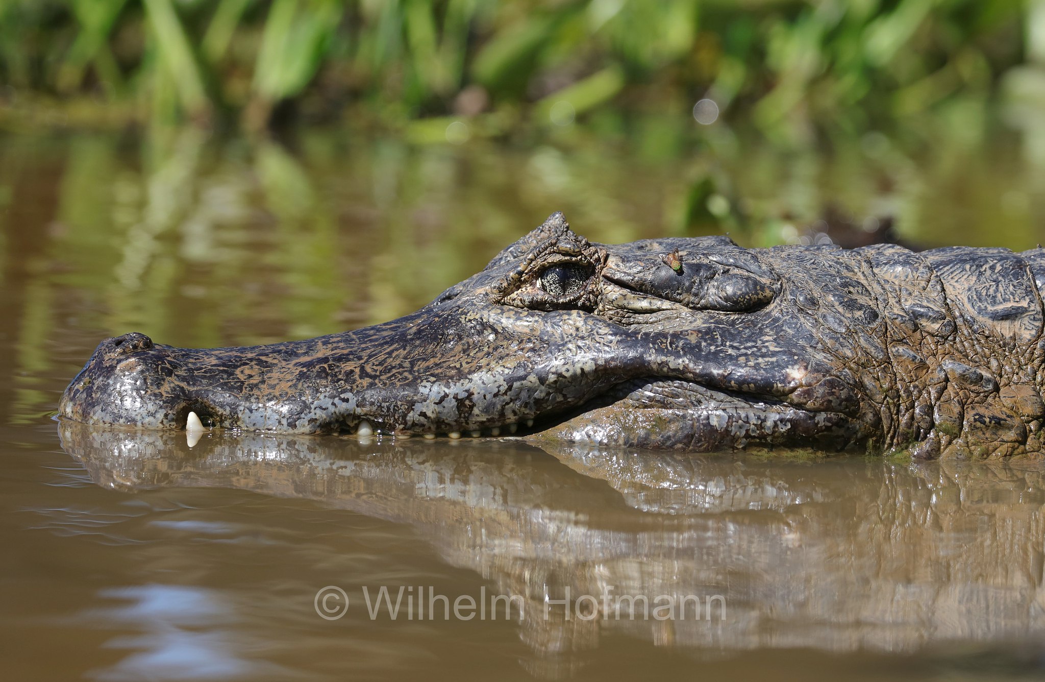 yacare caiman, jacare caiman, Paraguayan caiman, piranha caiman, red caiman, southern spectacled caiman, Brillenkaiman, caimano jacarè, Caiman yacare, Pantanal, Mato Grosso, Brazil, Brasil, Brasile, Brasilien