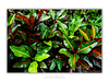 THE ONE - WILDLIFE & NATURE - "Croton" - LIMITED EDITION 5 of 5