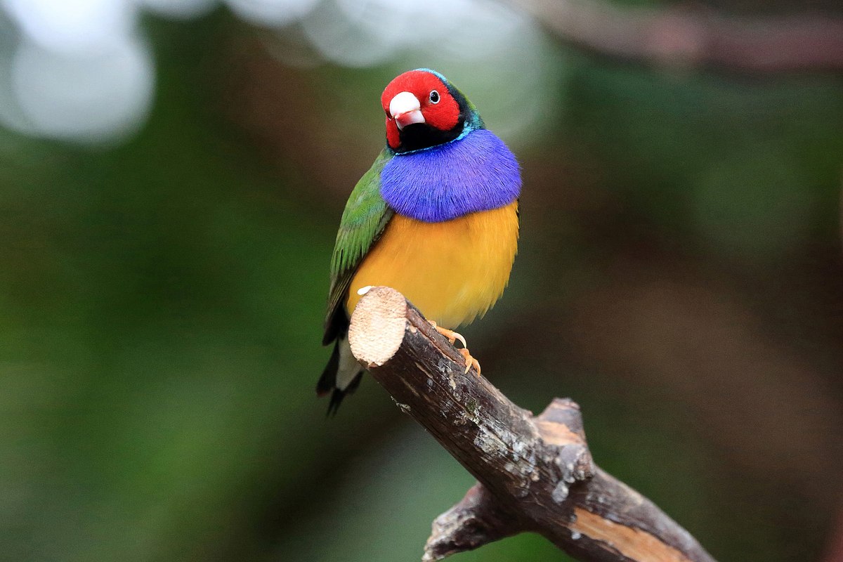 Gouldian Finch