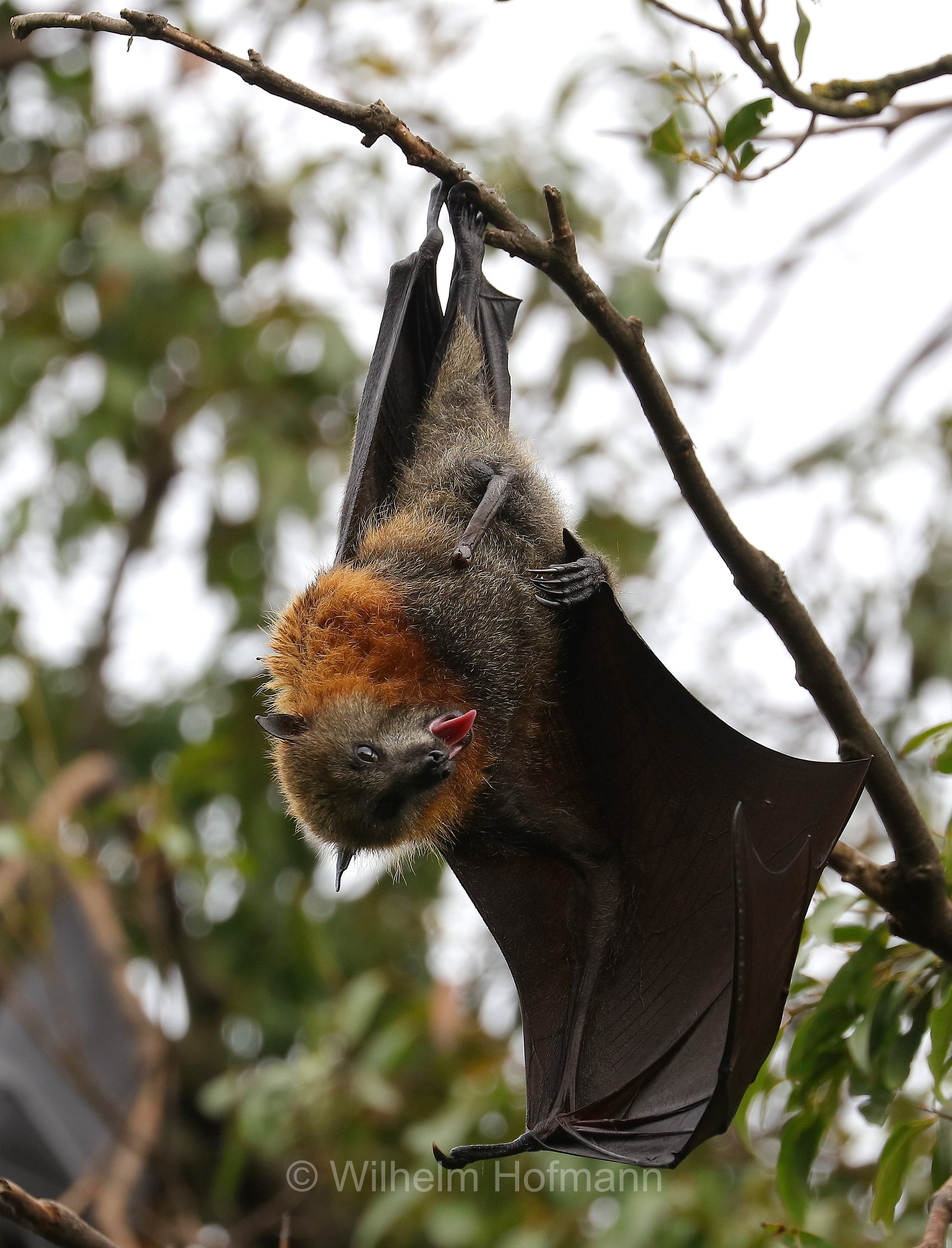 grey-headed flying fox, Graukopf-Flughund, volpe volante dalla testa grigia, Pteropus poliocephalus, Colac Botanic Gardens, Victoria, Australia, Australien