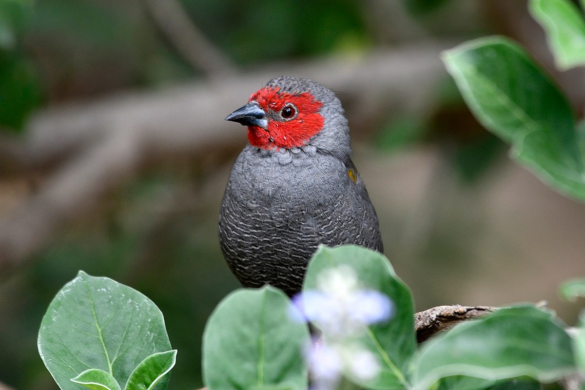 Yellow-winged Pytilia