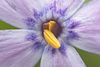 Pretty Flowers