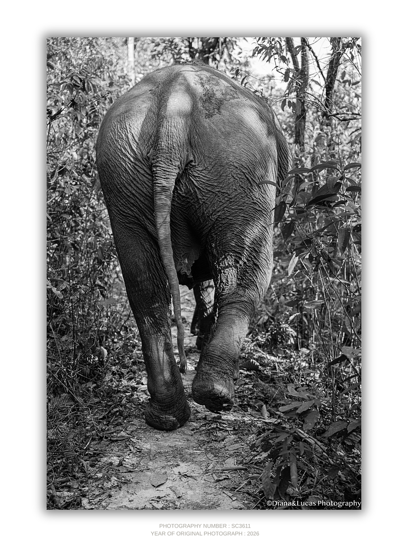 COLLECTION - GIANTS OF THE LAND VERTICAL - "The Back End" - LIMITED EDITION 10 of 10