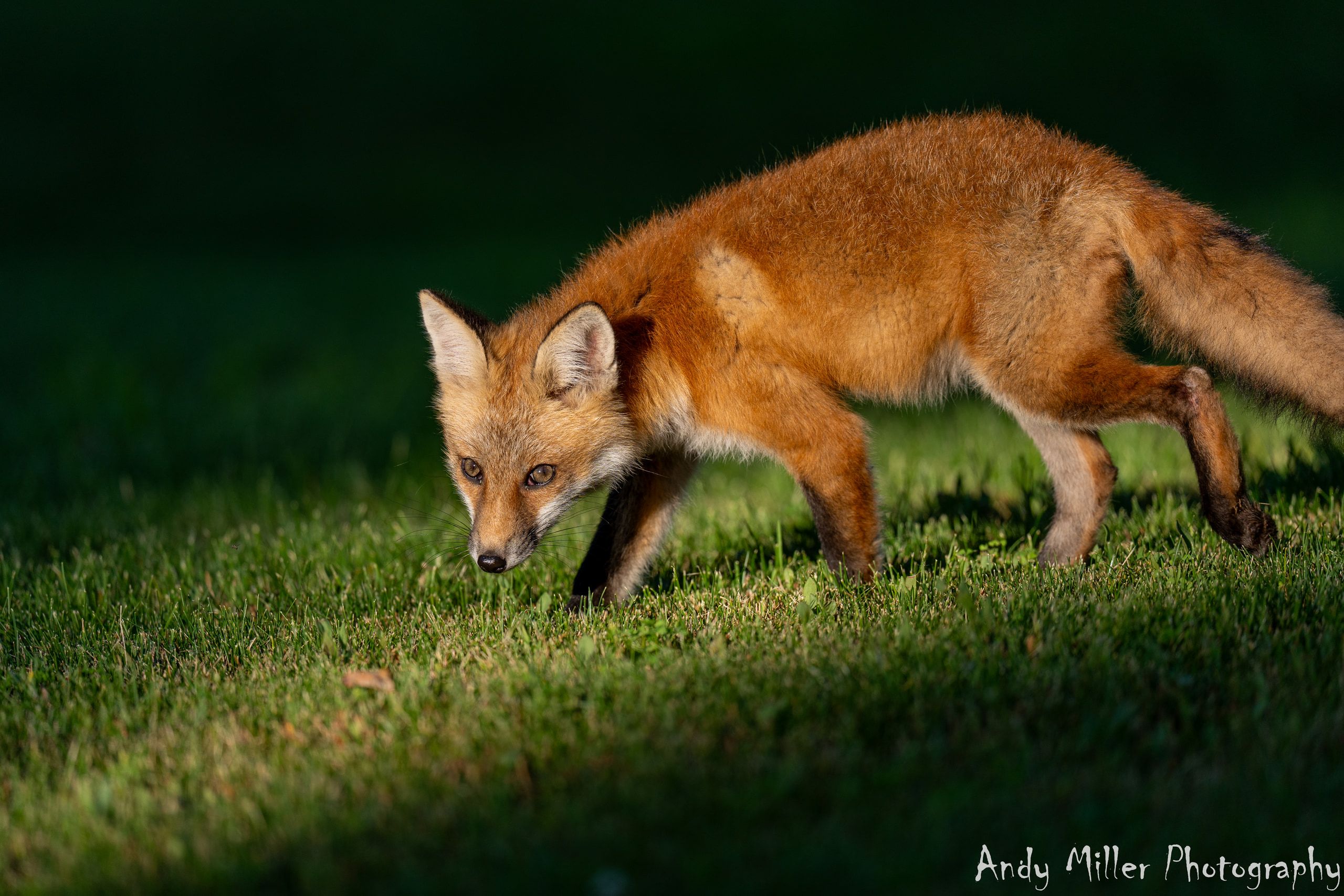 Wildlife