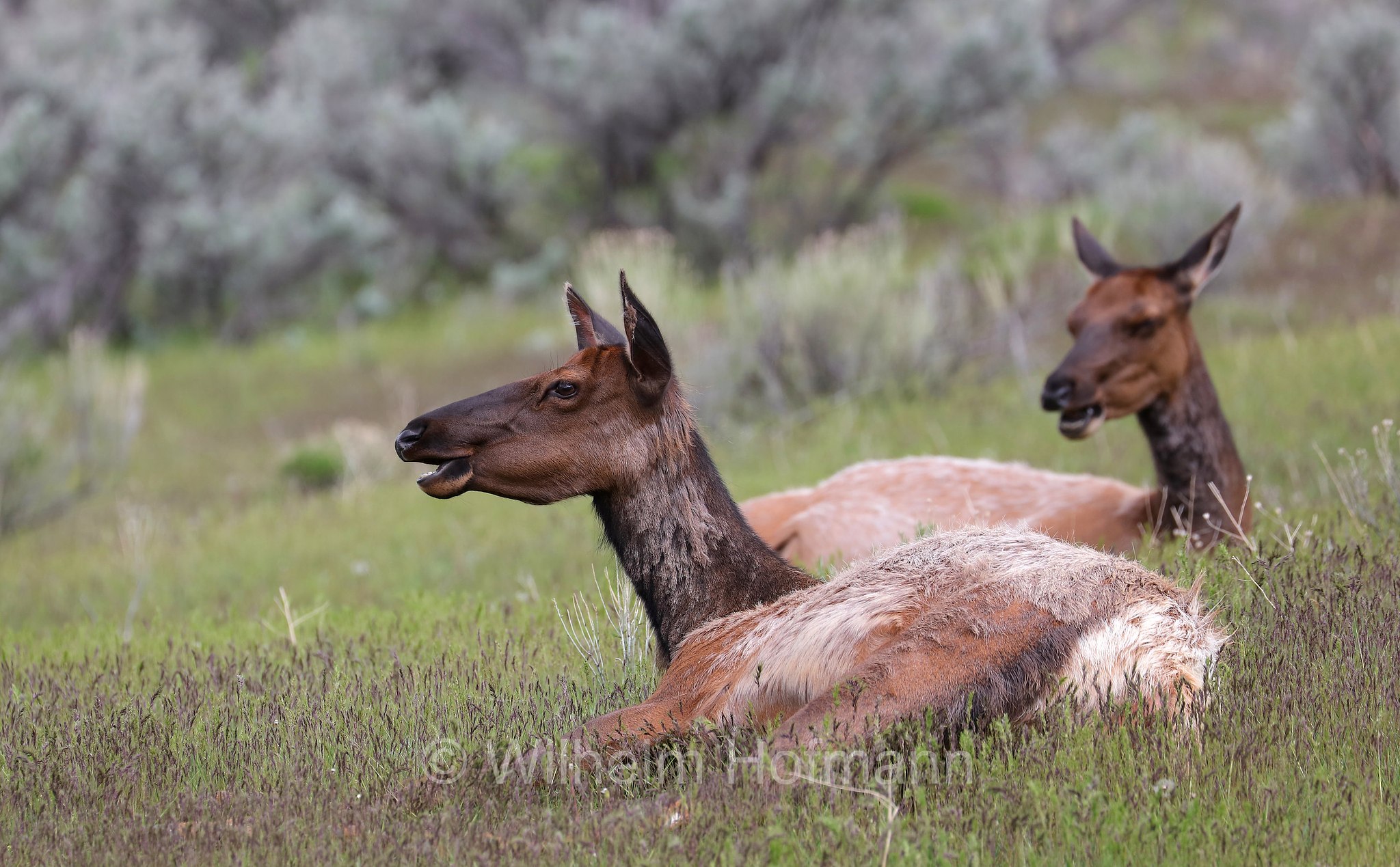 Cervus canadensis nelsoni, Rocky Mountain elk, Rocky-Mountain-Wapiti, wapiti delle Montagne Rocciose, Mammoth Hot Springs, Yellowstone National Park, Yellowstone-Nationalpark﻿, parco nazionale di Yellowstone, Wyoming, USA