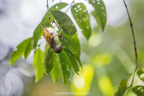 Anthreptes simplex – Schlicht-Nektarvogel