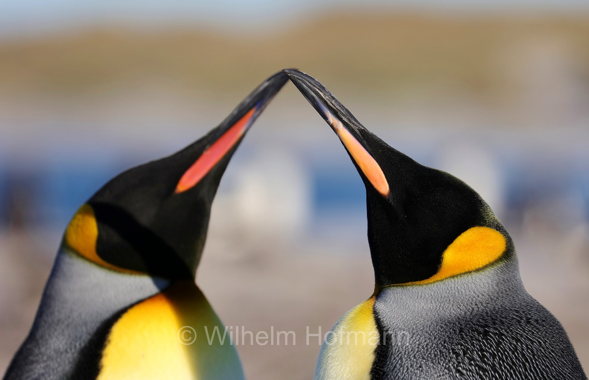 king penguin, Königspinguin, pinguino reale, Aptenodytes patagonicus, Sealion Island, Sea Lion Island, Isla de los Leones Marinos, Falkland Islands, Falklandinseln, Isole Falkland
