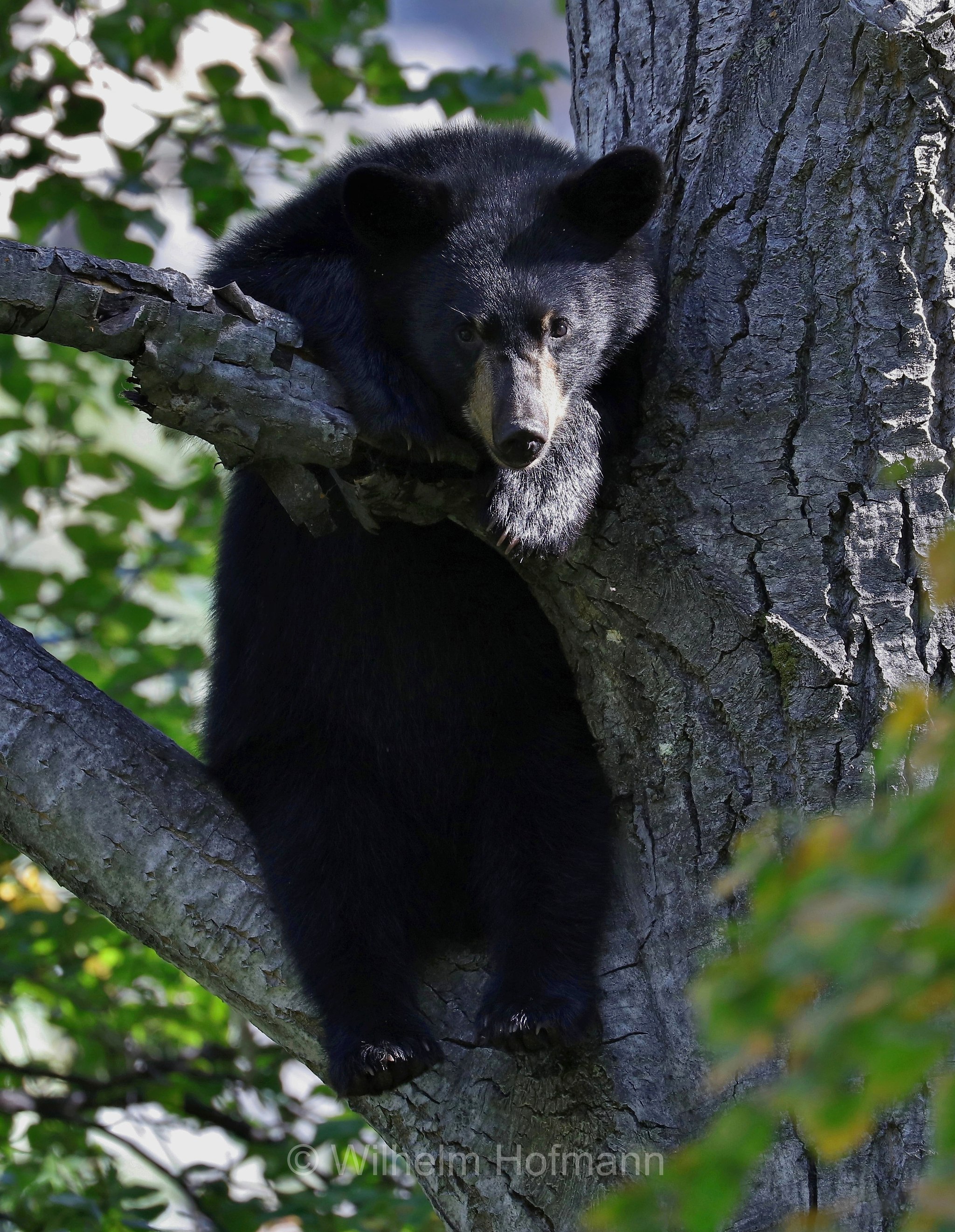 Ursus americanus, American black bear, black bear, Amerikanischer Schwarzbär, Baribal, orso nero, baribal, Eklutna Lake, Lago Eklutna, Chugach State Park, Parco statale di Chugach, Alaska, USA