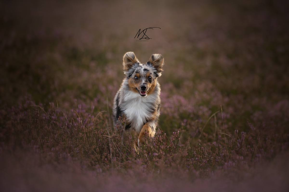 Mini Aussie rent door heideveld