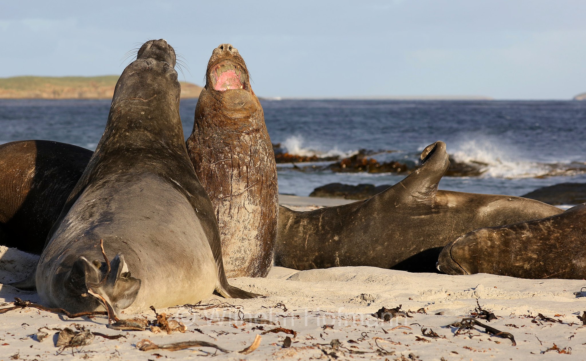 southern elephant seal, Südlicher See-Elefant, elefante marino meridionale, Mirounga leonina, Sealion Island, Sea Lion Island, Isla de los Leones Marinos, Falkland Islands, Falklandinseln, Isole Falkland