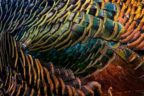 Glamour plumage