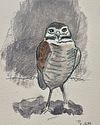 Perched-Burrowing Owl