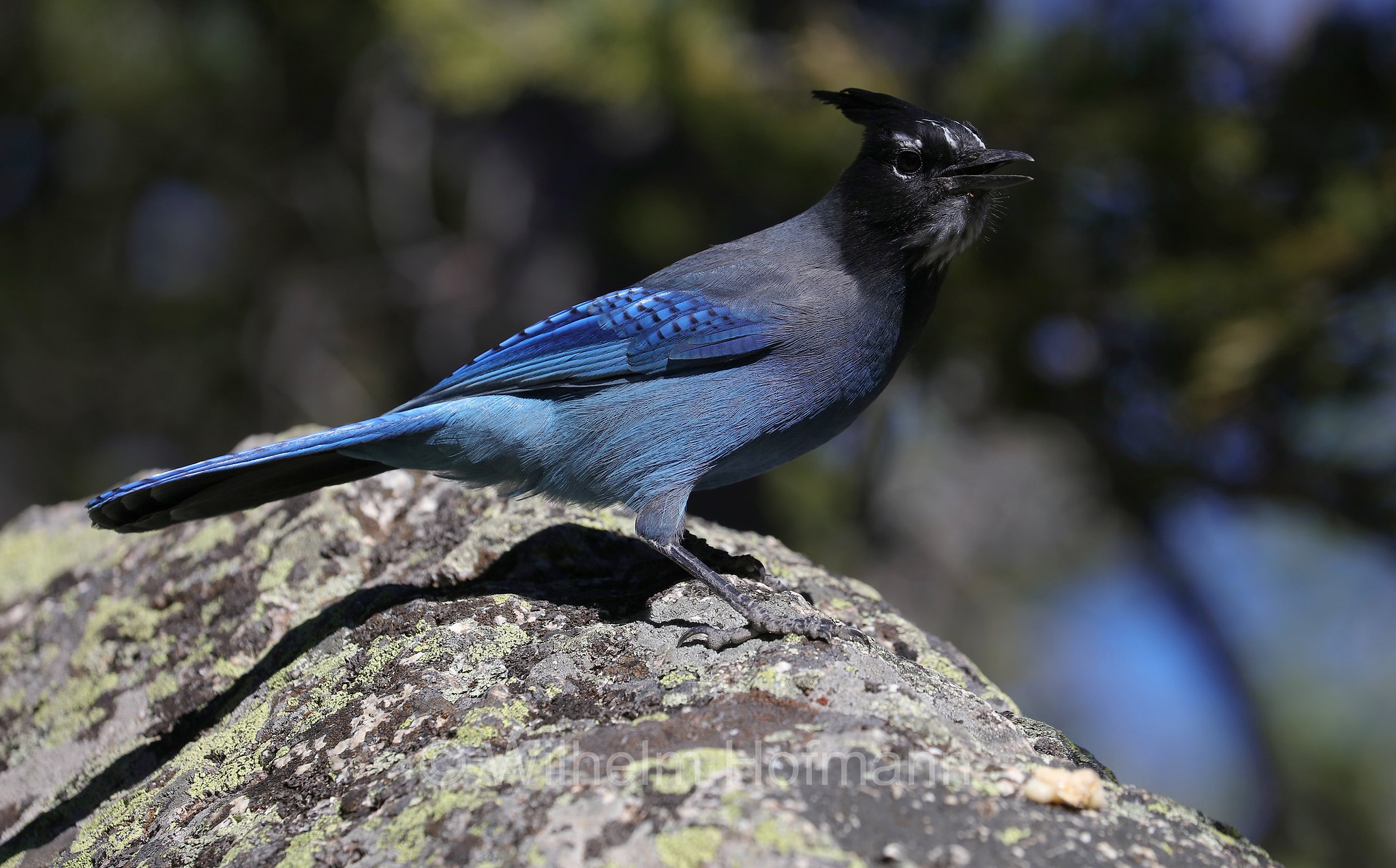 Cyanocitta stelleri macrolopha, Steller's jay, Diademhäher, ghiandaia di Steller, Ouzel Lake, Rocky Mountain National Park, Rocky-Mountain-Nationalpark, parco nazionale delle Montagne Rocciose, Colorado, USA