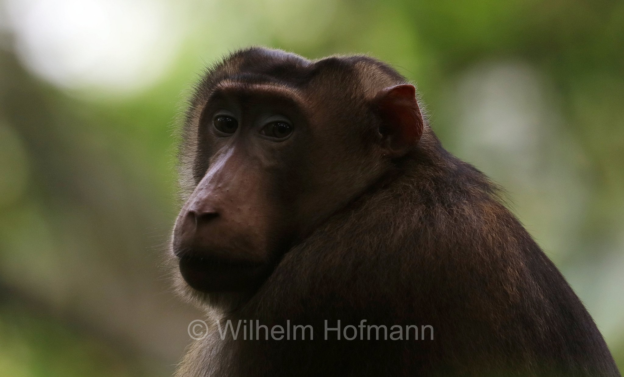 southern pig-tailed macaque, Sundaland pig-tailed macaque, Sunda pig-tailed macaque, Südlicher Schweinsaffe, macaco nemestrino, macaco coda di porco, Macaca nemestrina, Gunung Leuser National Park, Nationalpark Gunung Leuser, parco nazionale di Gunung Leuser, Bukit Lawang, Sumatra, Indonesia, Indonesien