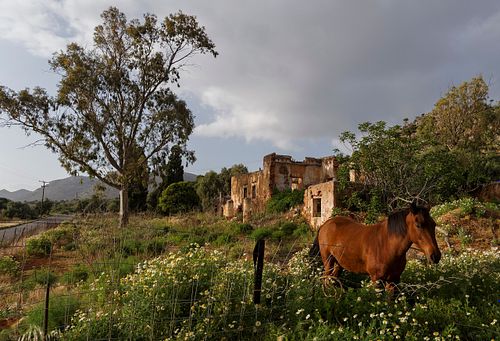 PFERD VOR HAUSRUINE