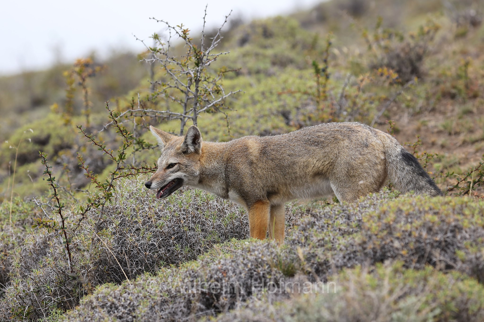 South American gray fox, South American grey fox, Patagonian fox, chilla, zorro gris, Argentinischer Kampfuchs, Patagonischer Fuchs, Grauer Andenfuchs, Chilla, chilla, volpe grigia sudamericana, volpe grigia argentina, Lycalopex griseus, Torres del Paine National Park, Patagonia, Patagonien, Chile, Cile
