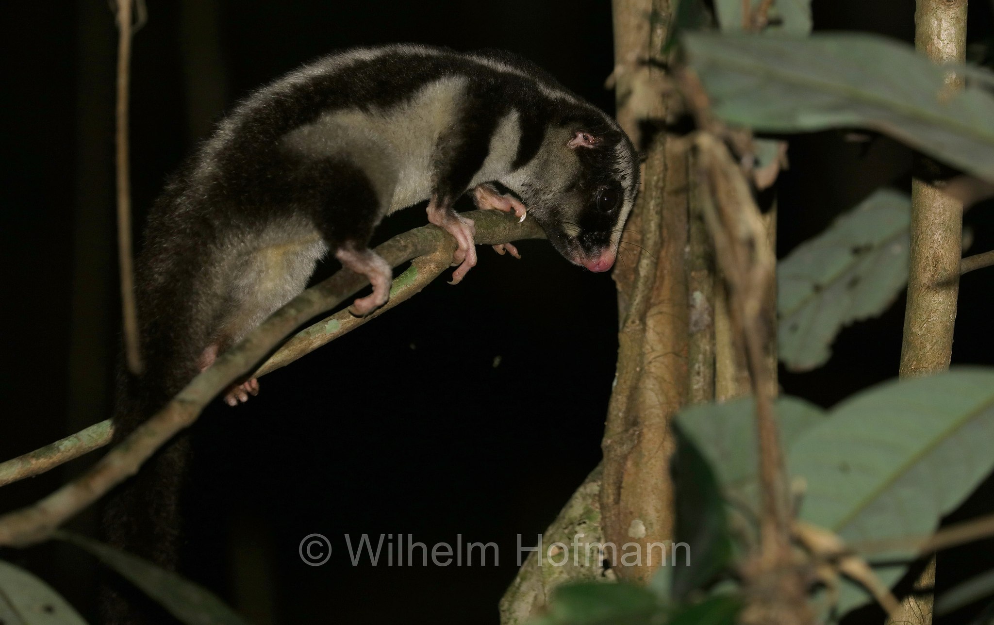 Dactylopsila trivirgata, striped possum, common striped possum, Großer Streifenbeutler, opossum striato grande, Crater Lakes National Park, Crater-Lakes-Nationalpark, Queensland, Australia, Australien