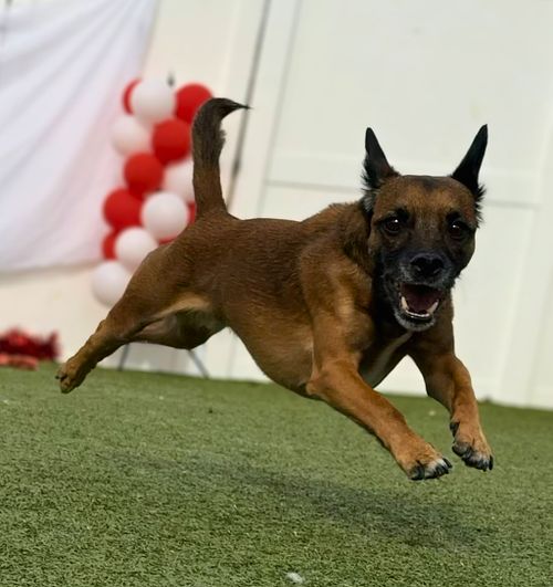 Zoomies in Love