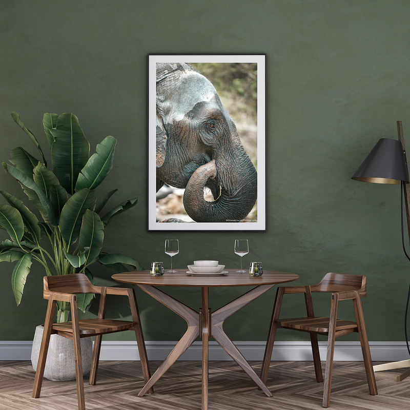 THE ONE - WILDLIFE & NATURE - "The Quiet Moment" - LIMITED EDITION 3 of 5