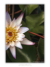 THE ONE - WILDLIFE & NATURE - "From Side" - LIMITED EDITION 5 of 5