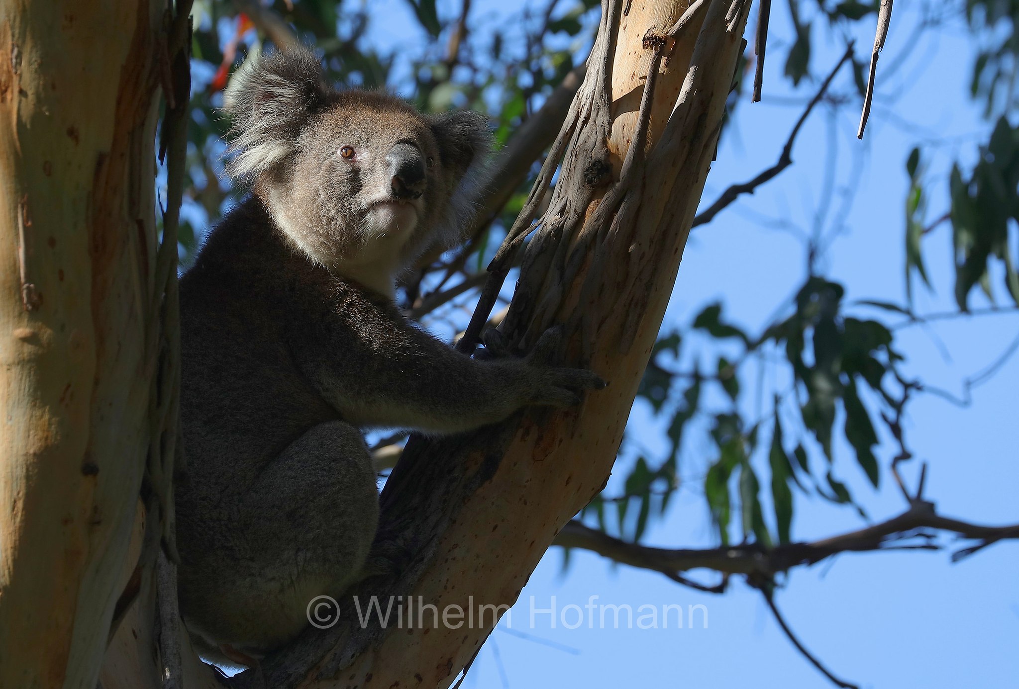 koala, Koala, Koalabär, Beutelbär, Manna Gum Drive, Great Otway National Park, Great-Otway-Nationalpark, parco nazionale Great Otway, Victoria, Australia, Australien