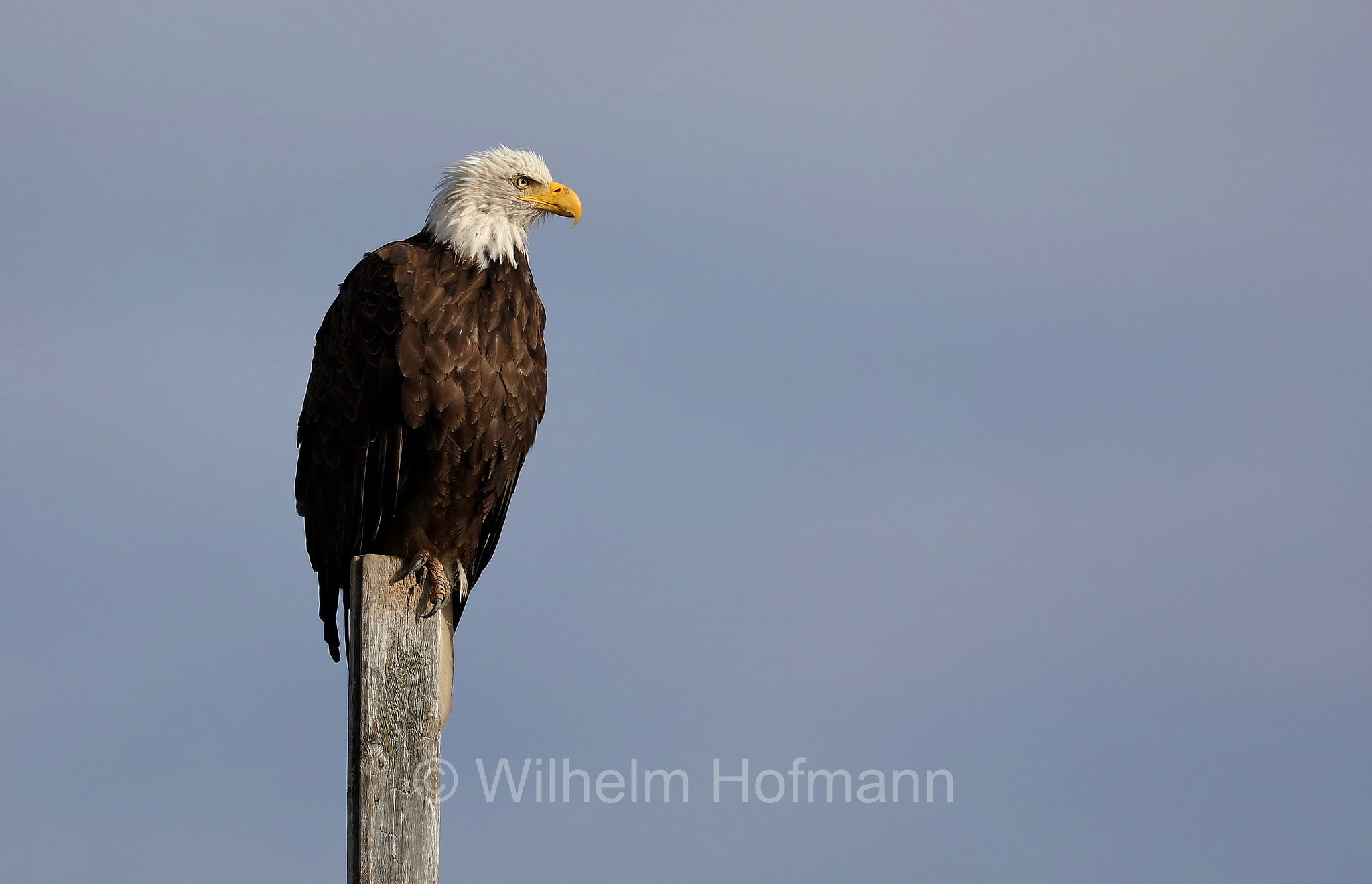 Haliaeetus leucocephalus, bald eagle, Weißkopfseeadler, aquila di mare testabianca, aquila calva, Homer Spit, Kachemak Bay, Kenai Peninsula, Kenai-Halbinsel, Penisola di Kenai, Alaska, USA