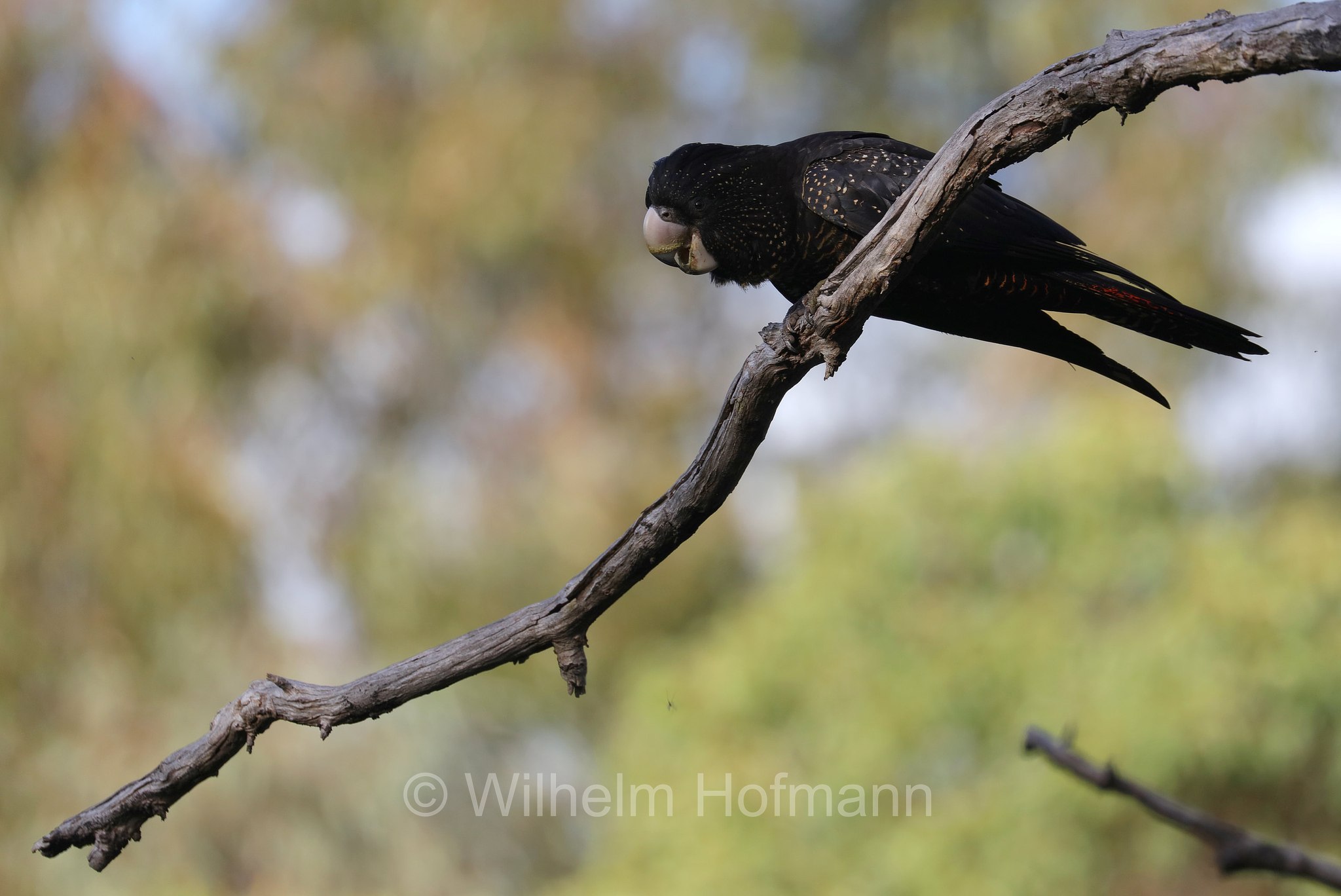 Calyptorhynchus banksii naso, forest red-tailed black cockatoo, Westaustralischer Rotschwanz-Rabenkakadu, cacatua nero codarossa della foresta, John Forrest National Park, John-Forrest-Nationalpark, Parco nazionale John Forrest, Western Australia, Westaustralien, Australia Occidentale, Australia, Australien