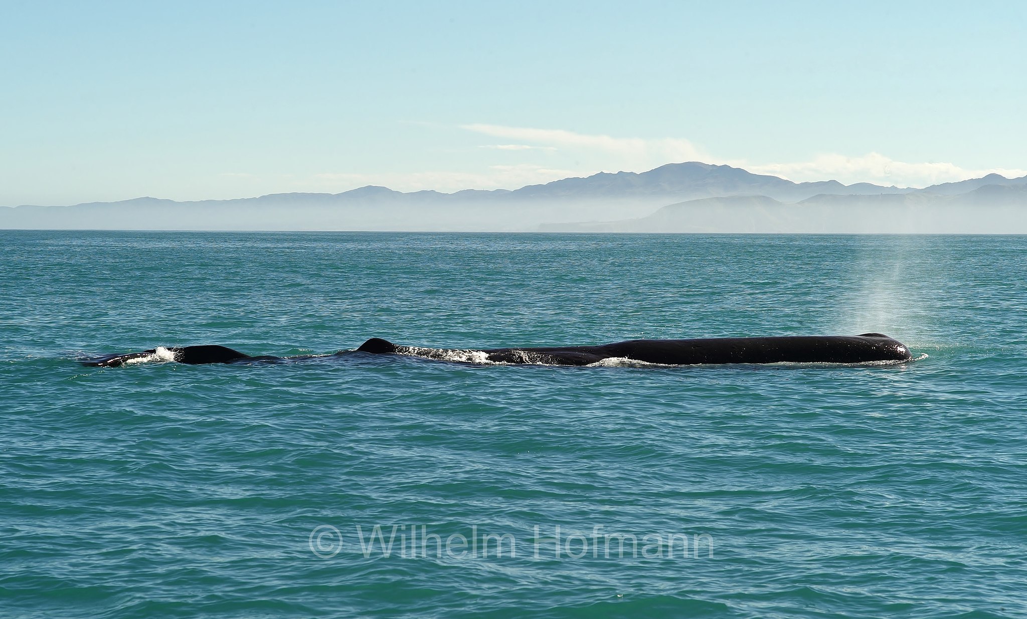 sperm whale, cachalot, Pottwal, capodoglio, Physeter macrocephalus, Physeter catodons, Kaikoura, Kaikōura, South Island, Südinsel, Isola del Sud, New Zealand, Neuseeland, Nuova Zelanda