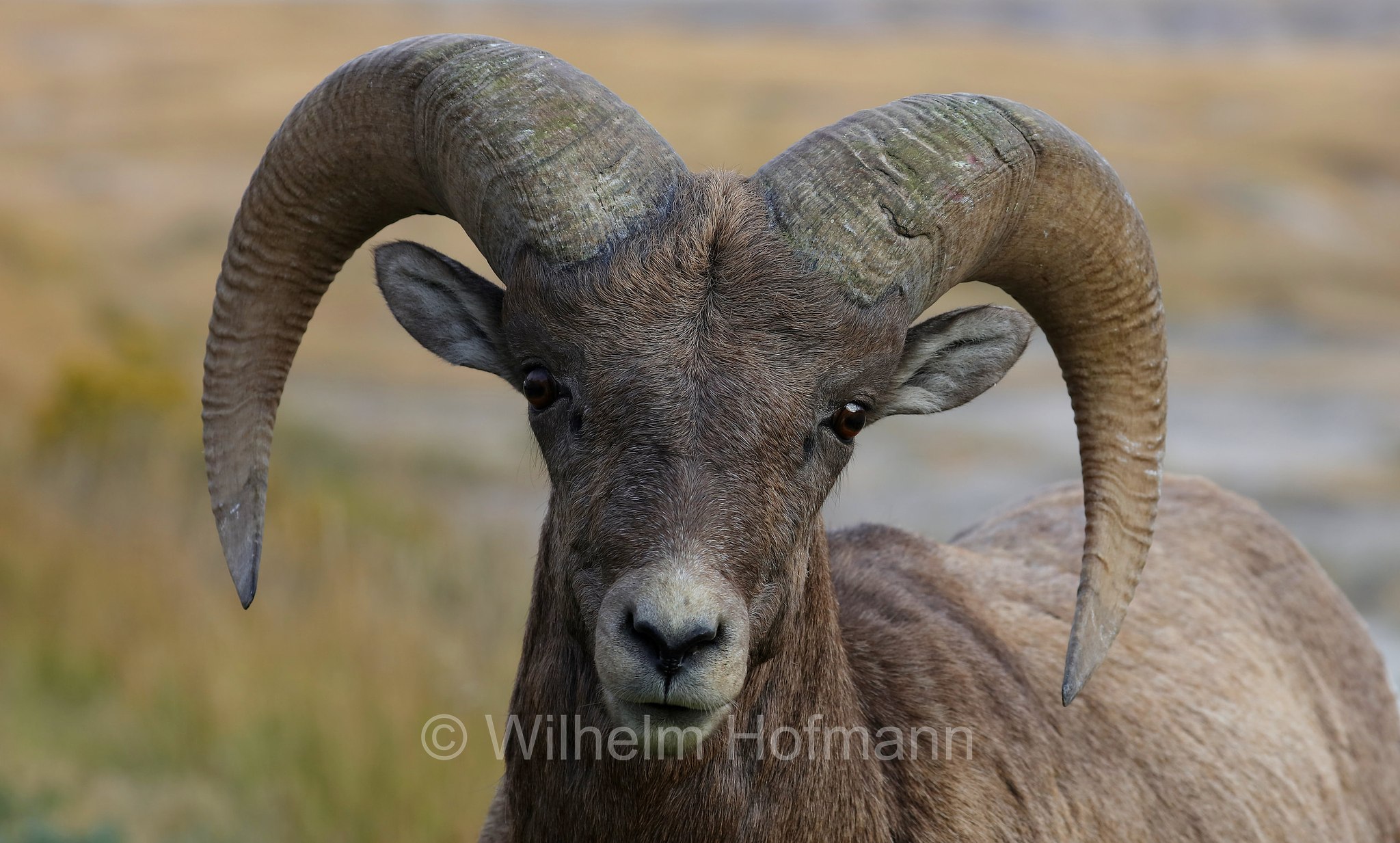 Ovis canadensis canadensis, Rocky Mountain bighorn sheep, Rocky-Mountains-Dickhornschaf, bighorn delle Montagne Rocciose, Ancient Hunters Overlook, Badlands National Park, Badlands-Nationalpark, parco nazionale delle Badlands, South Dakota, Dakota del Sud, USA