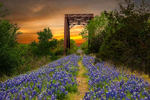 Texas Wildflowers Collection