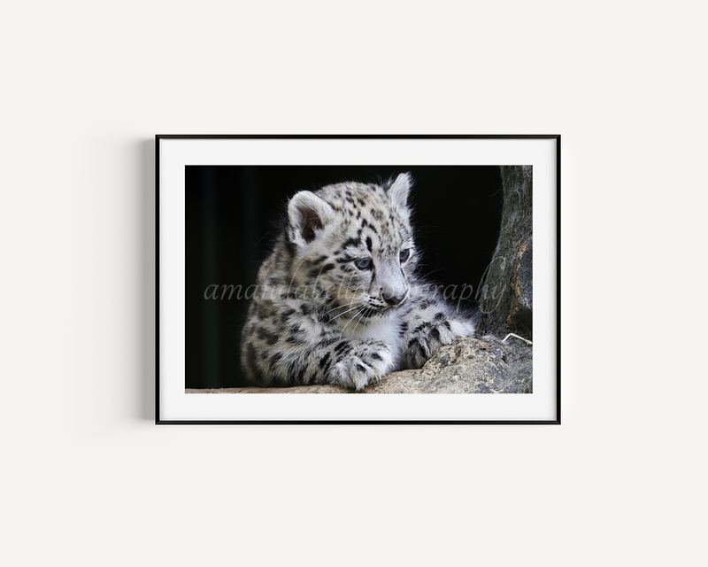 Snow Leopard Cub Print