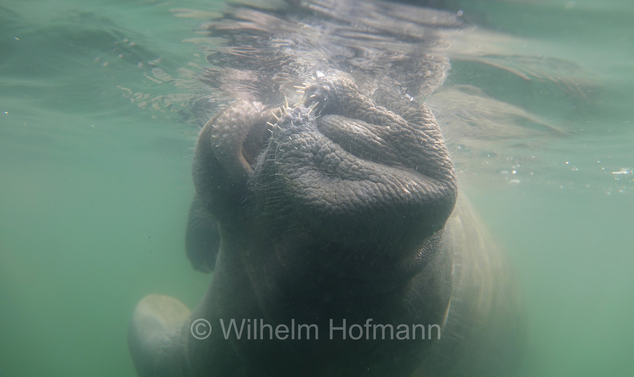 Trichechus manatus latirostris, Florida manatee, Florida-Seekuh, Florida-Manati, lamantino della Florida, manato della Florida, Crystal River, Kings Bay Park, Florida, USA