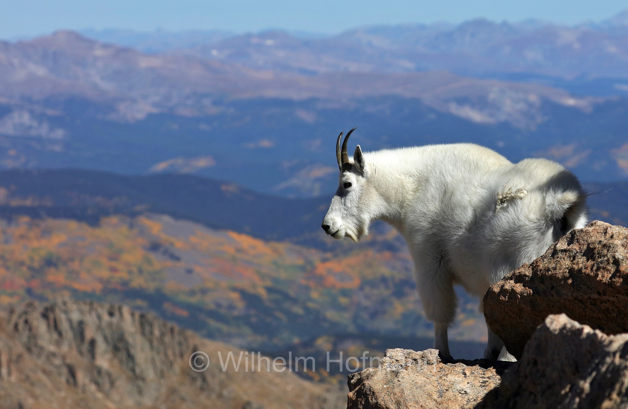 Oreamnos americanus, mountain goat, Rocky Mountain goat, Schneeziege, Bergziege, capra delle nevi, aplocero, Mount Blue Sky, Colorado, USA