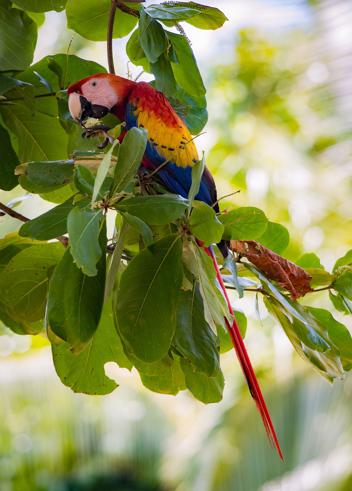 Snacking Scarlet Macaw