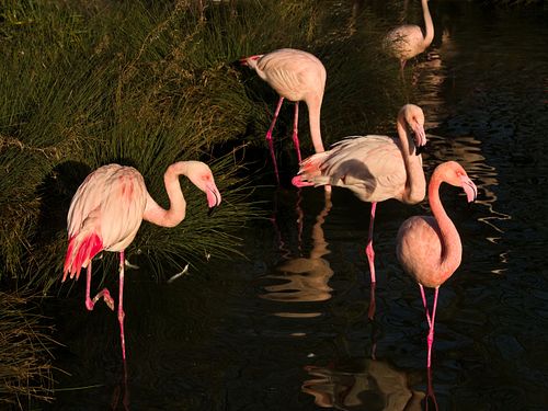 Flamingos im Tierpark Dählhölzli Bern