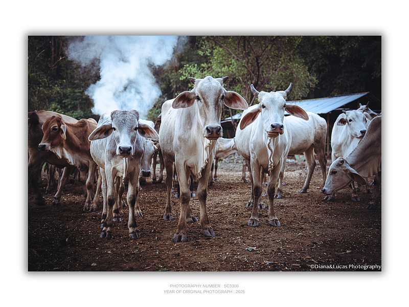 THE ONE - WILDLIFE & NATURE - "Who's Watching Who" - LIMITED EDITION 5 of 5