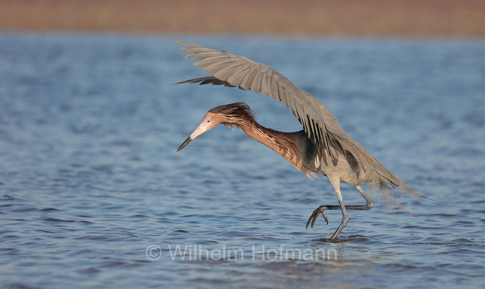 Egretta rufescens, reddish egret, Rötelreiher, garzetta rossastra, North Beach, Fort DeSoto Park, Florida, USA