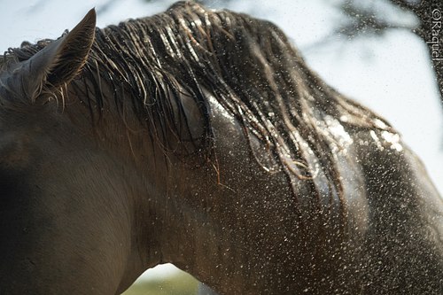 Jeu de lumière sur le dos de Portichju, cheval croisé espagnol et Percheron