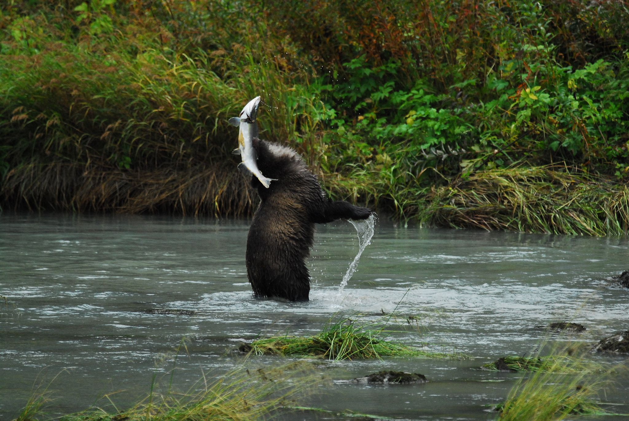 Grizzly Bear
